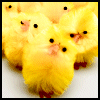 chicks looking cock sucking